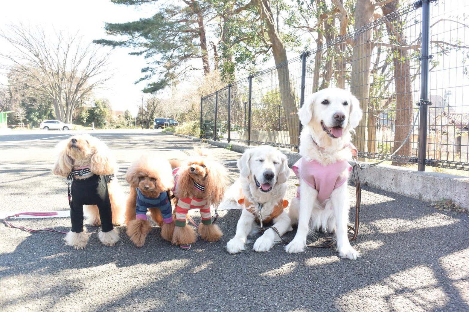 トレーニング・飼い方指導