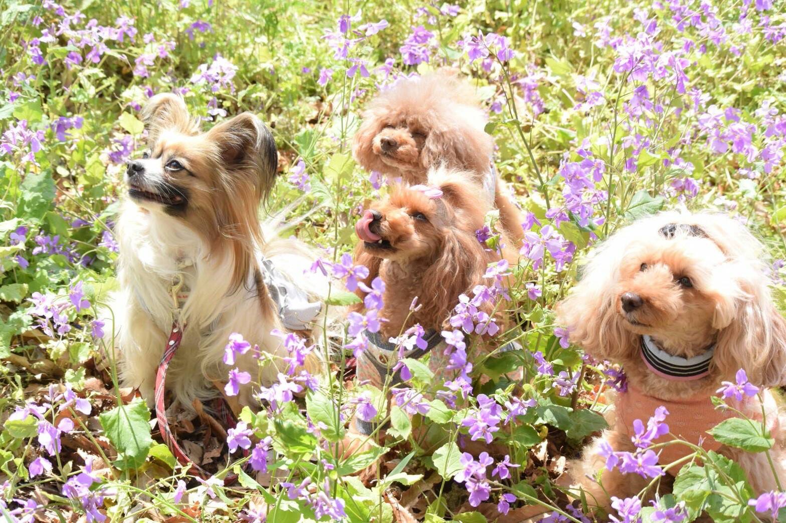 トレーニング・飼い方指導
