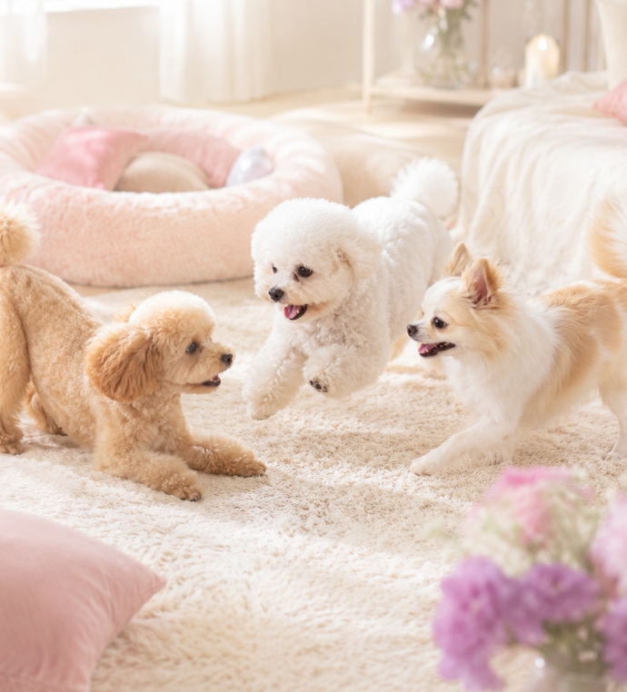犬の一時預かり・デイケア